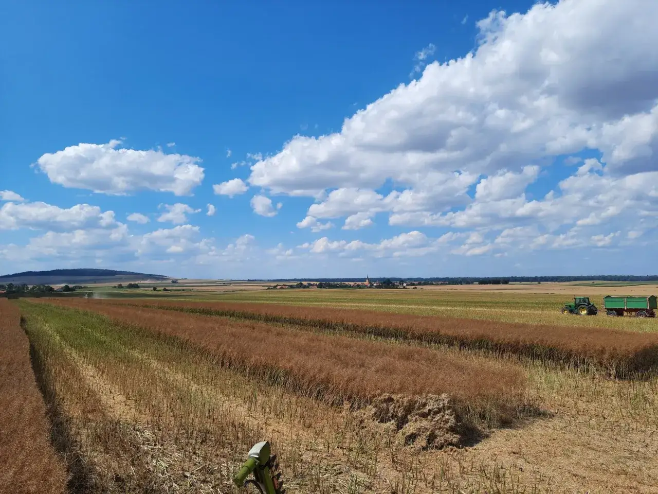 Żniwa rzepaku na poplon. Pole dojrzałe do zbioru, w tle widać kombajn i traktor z przyczepą.