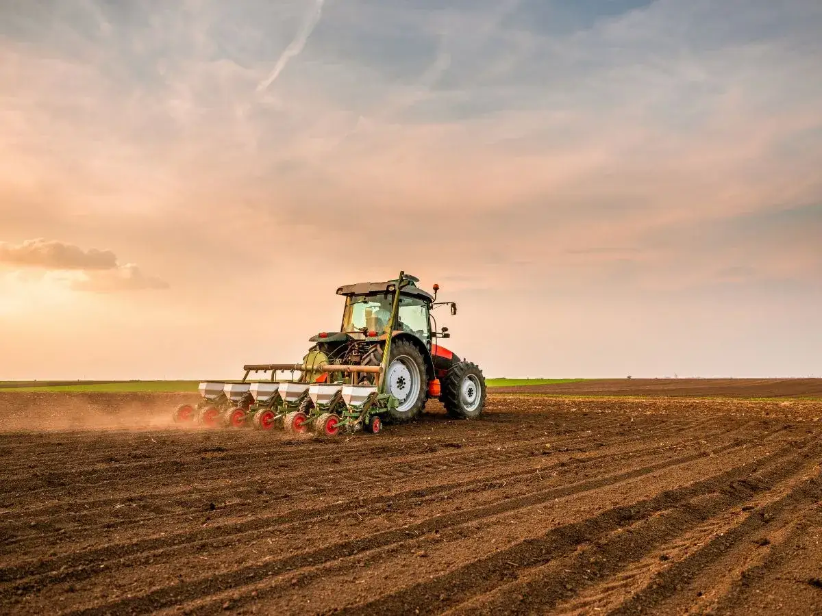 Traktor z siewnikiem precyzyjnym sieje gorczycę. Rolnik zastanawia się, ile gorczycy na hektar będzie optymalne dla tego pola.