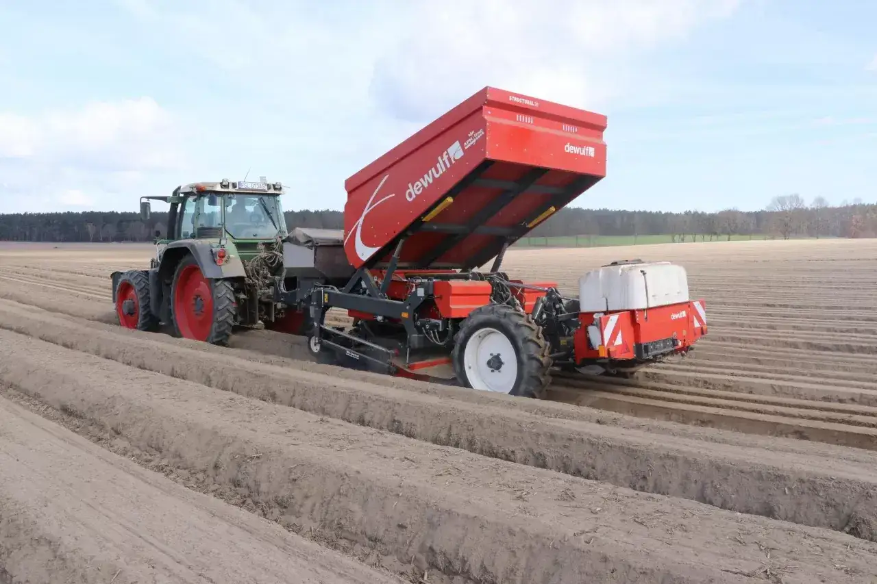 Traktor z przyczepą Dewulf pracuje na polu, przygotowując ziemię pod uprawę ziemniaków.