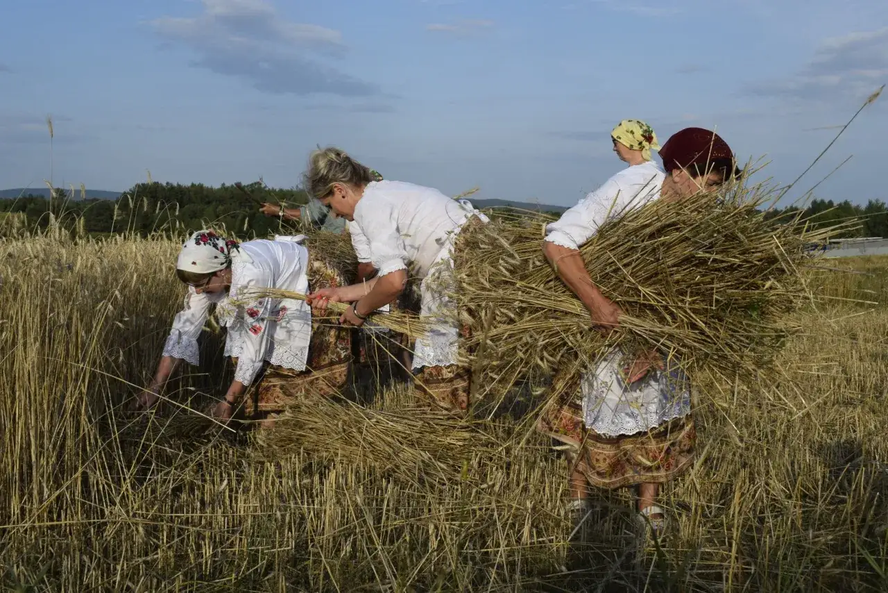Kobiety w tradycyjnych strojach zbierają żyto. Trudno oszacować, ile żyta z hektara, ale widać ciężką pracę.