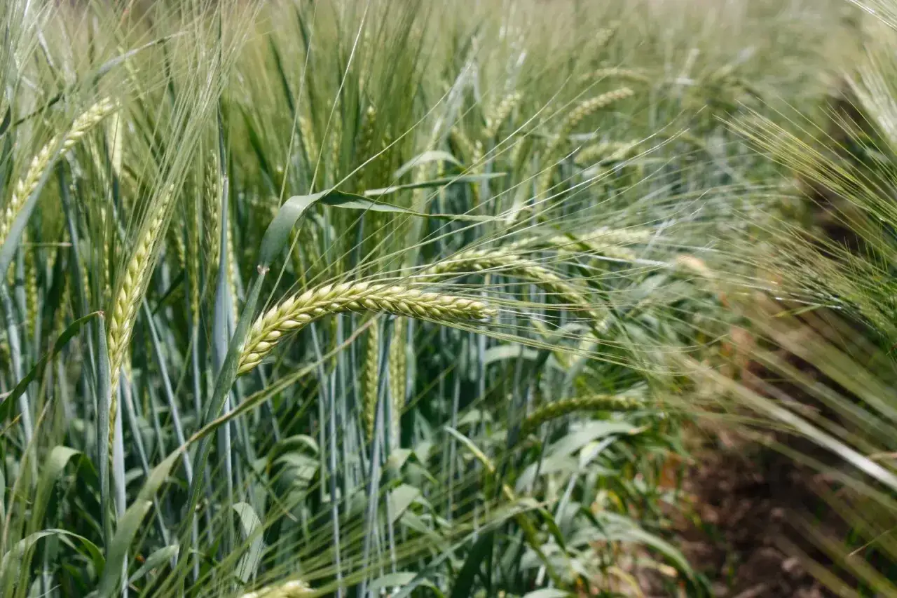 Zielone kłosy jęczmienia jarego na polu. Idealny czas, kiedy siać jęczmień jary, to wiosna.