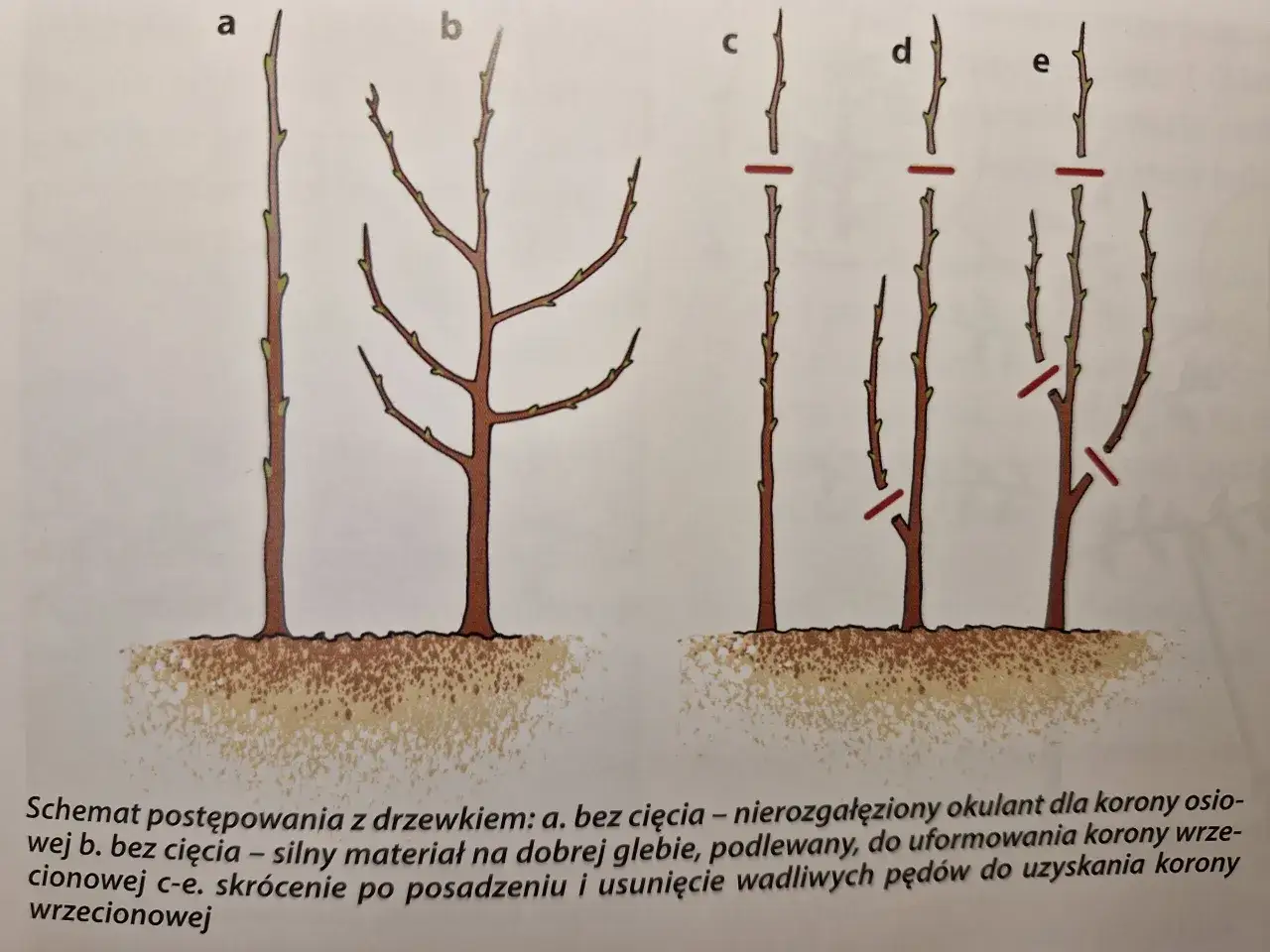 Ilustracja pokazuje różne etapy cięcia porzeczek, od sadzonki bez cięcia po formowanie korony wrzecionowej.